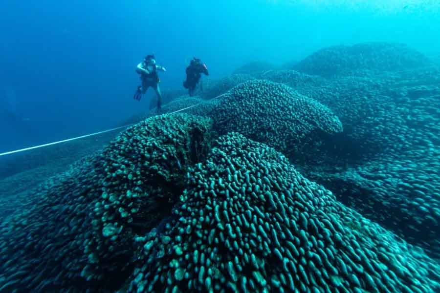 Scientists have identified the world’s largest coral in the Pacific Ocean 