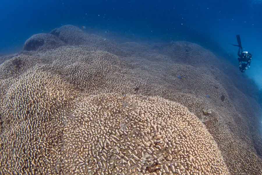 Scientists have identified the world’s largest coral in the Pacific Ocean 