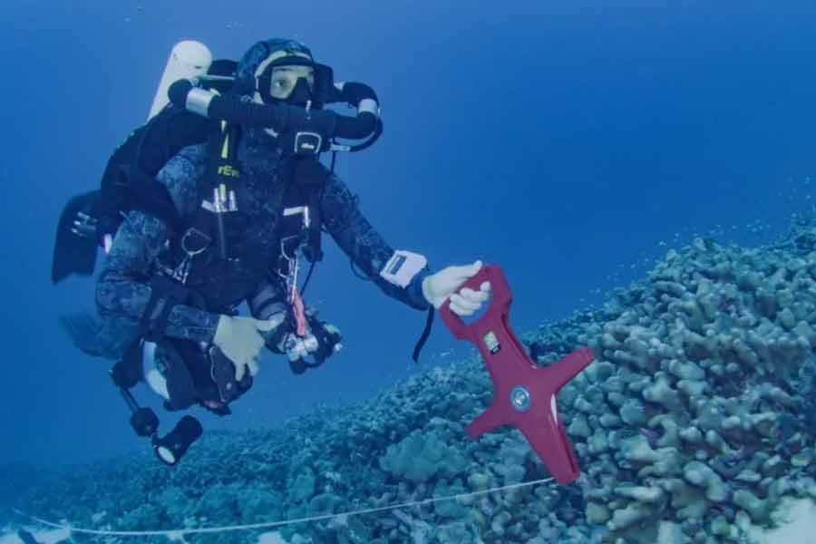 Scientists have identified the world’s largest coral in the Pacific Ocean 