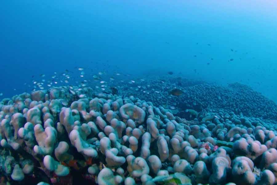 Scientists have identified the world’s largest coral in the Pacific Ocean 
