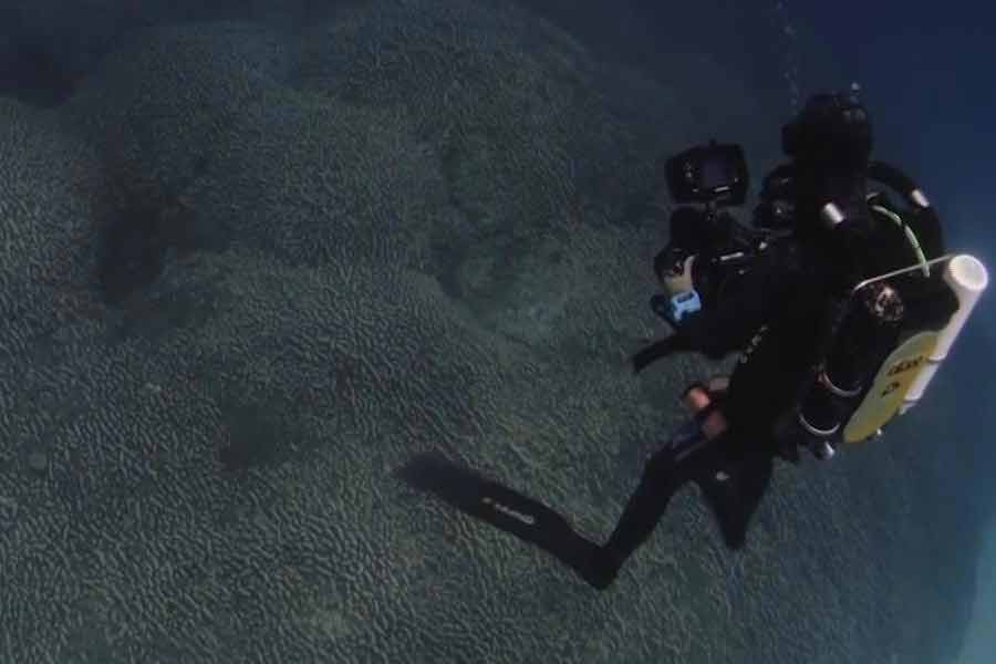 Scientists have identified the world’s largest coral in the Pacific Ocean 