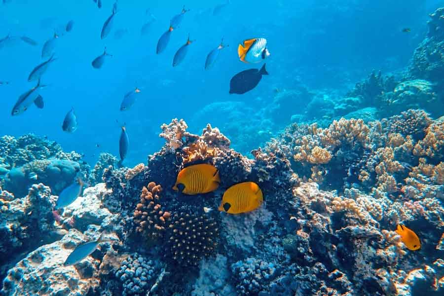 Scientists have identified the world’s largest coral in the Pacific Ocean 