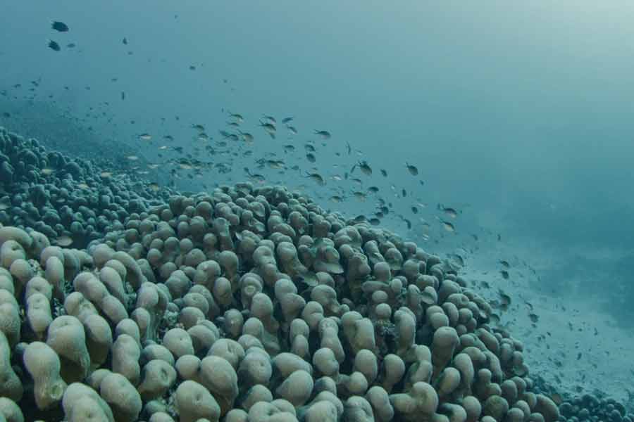 Scientists have identified the world’s largest coral in the Pacific Ocean 