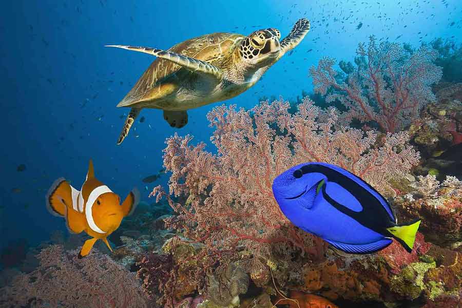 Scientists have identified the world’s largest coral in the Pacific Ocean 