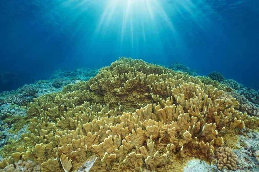 Scientists have identified the world’s largest coral in the Pacific Ocean 