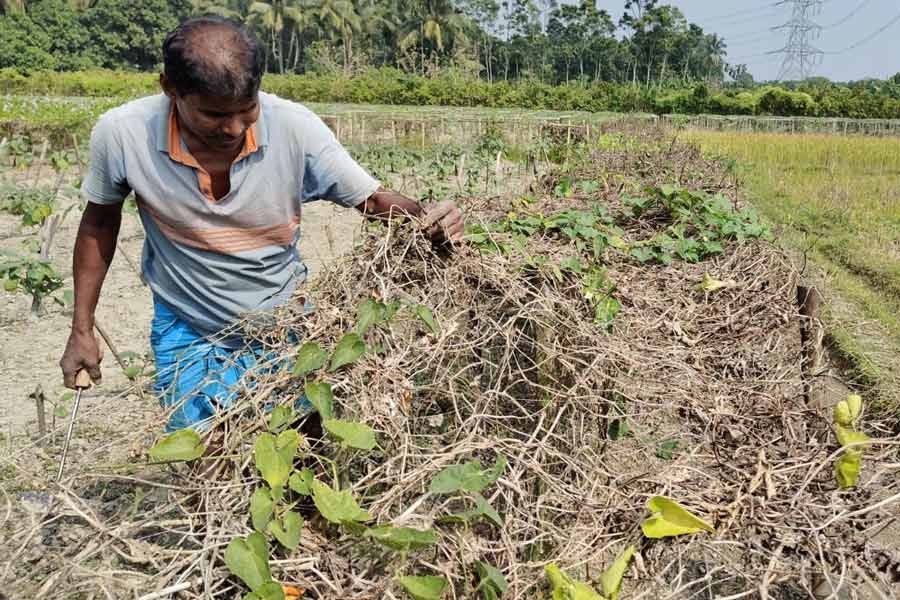 নষ্ট হয়ে দিয়েছে ফসল।