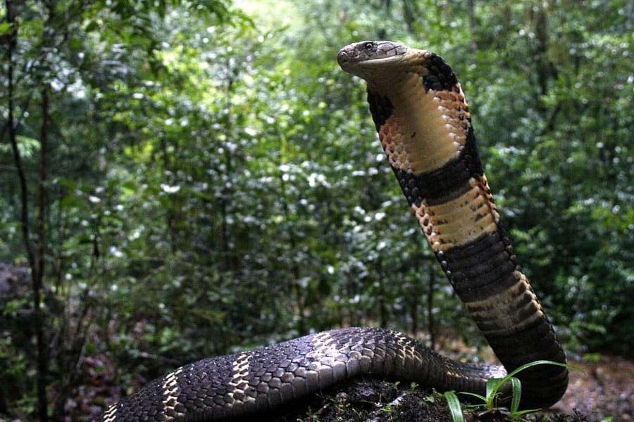 Scientist reveals new information about King Cobra