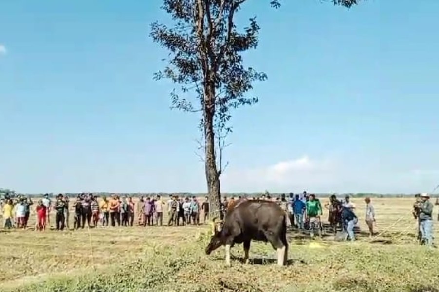 দিনভর বাইসনের তাণ্ডব।