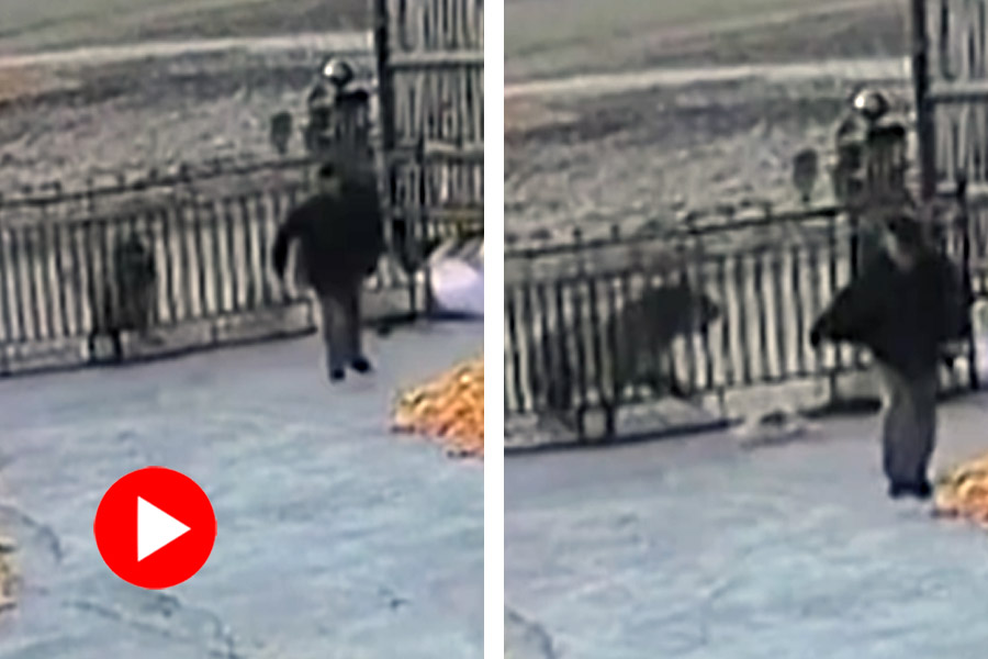 Wild Siberian tiger rammed into a large iron gate, farmer got narrow escape