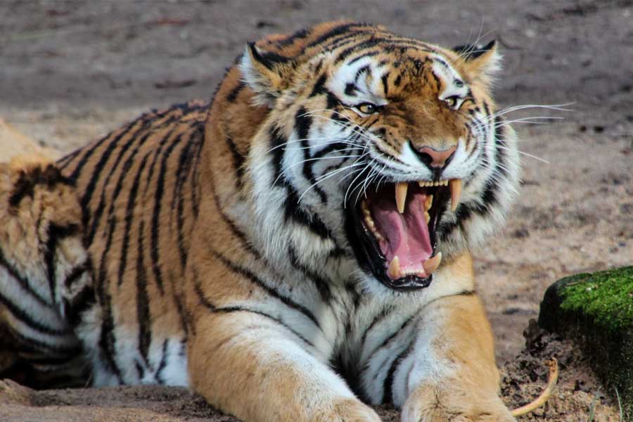 Villagers in Assam allegedly attacked on tigress, both eyes of the animal damaged dgtl