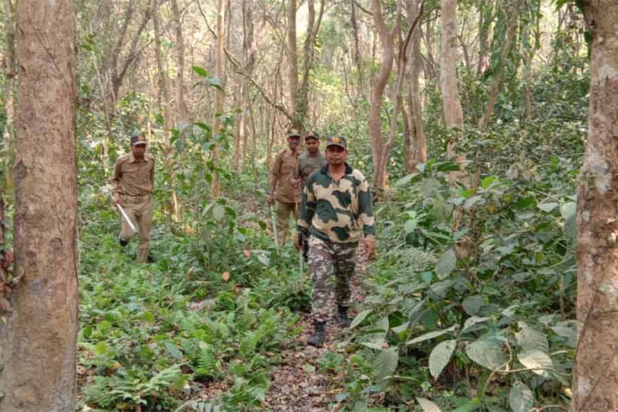 Villagers worried as Number of bison has increasing at Patlakhawa