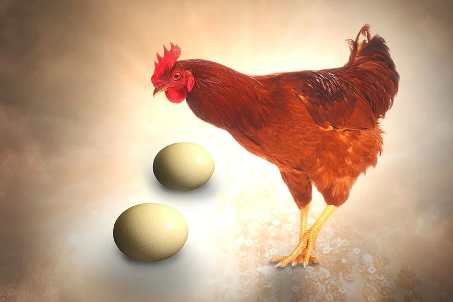 What came first Chicken or egg, new research of scientists may have the answer