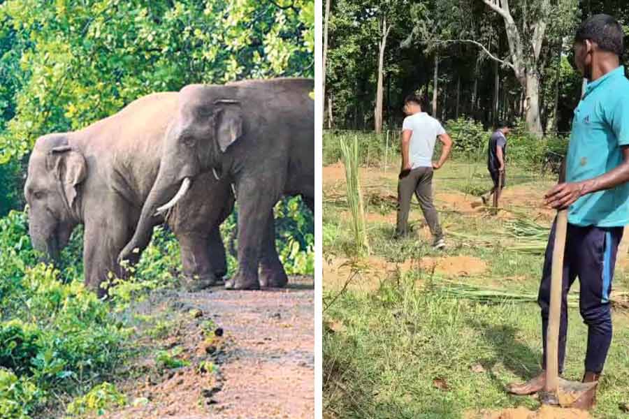 বন্যপ্রাণীদের হঠাৎ দর্শনে মানুষ স্বাভাবিক কারণেই দিগ্বিদিক জ্ঞানশূন্য হয়ে পড়ে।