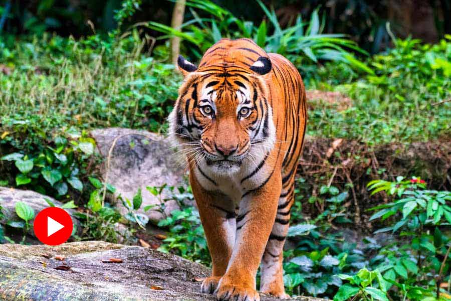 Video of two forest guard faces tiger in dense forest of Satpura in Madhya Pradesh