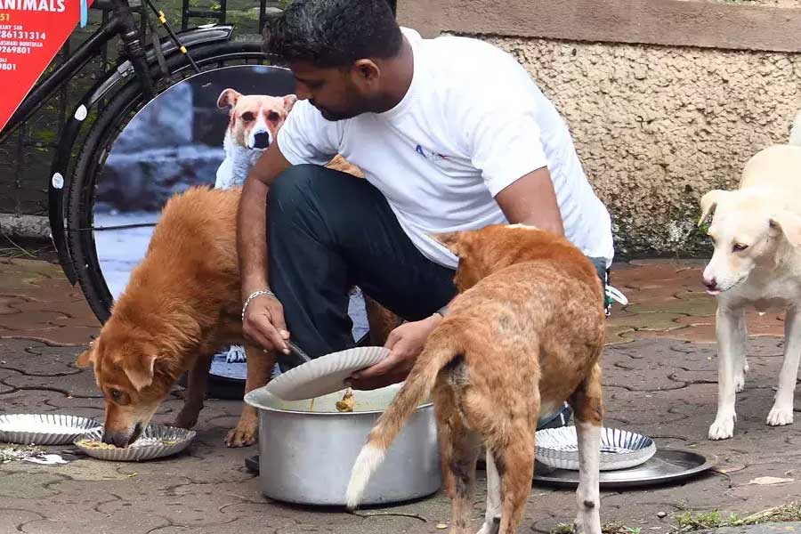 Calcutta High Court asks distribution of Government SOP on feeding stray dogs dgtl