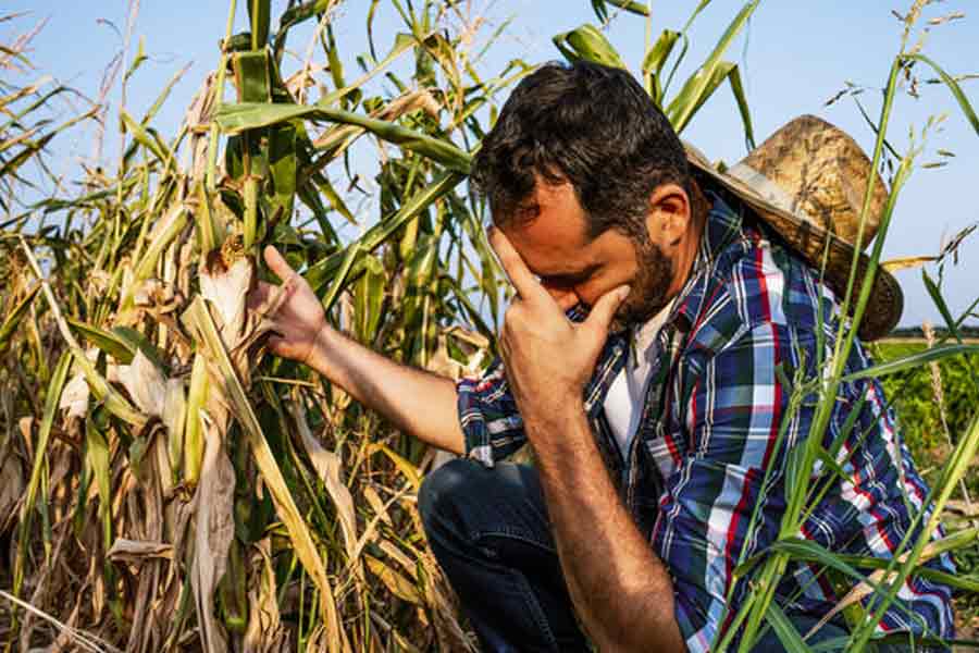 Farmer suicides in Vidarbha of Maharashtra know the shocking facts dgtl