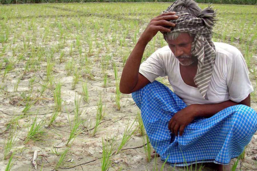 Farmer suicides in Vidarbha of Maharashtra know the shocking facts dgtl