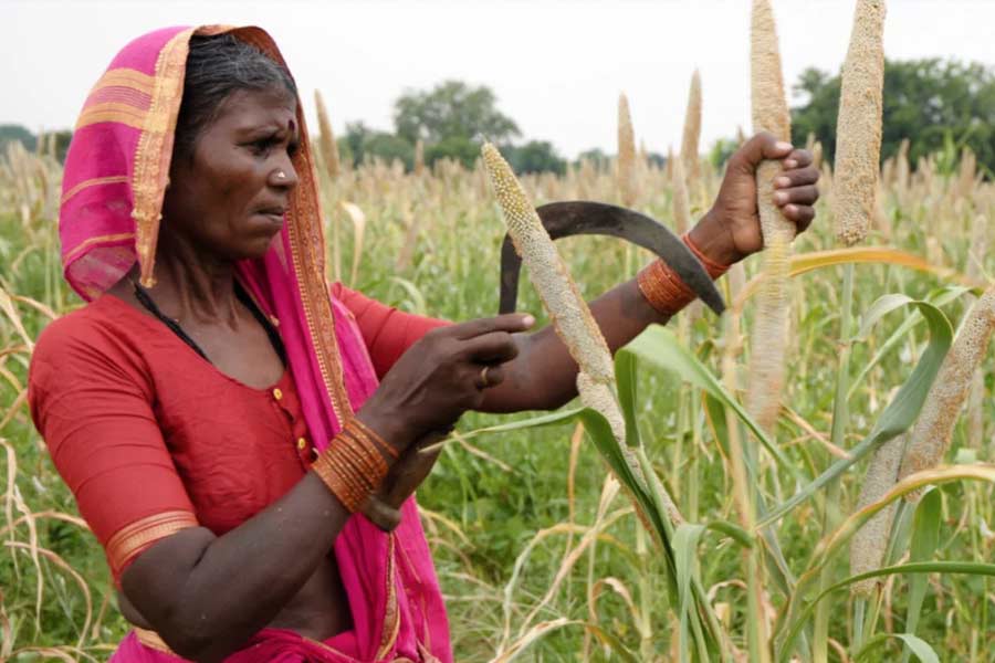 Farmer suicides in Vidarbha of Maharashtra know the shocking facts dgtl