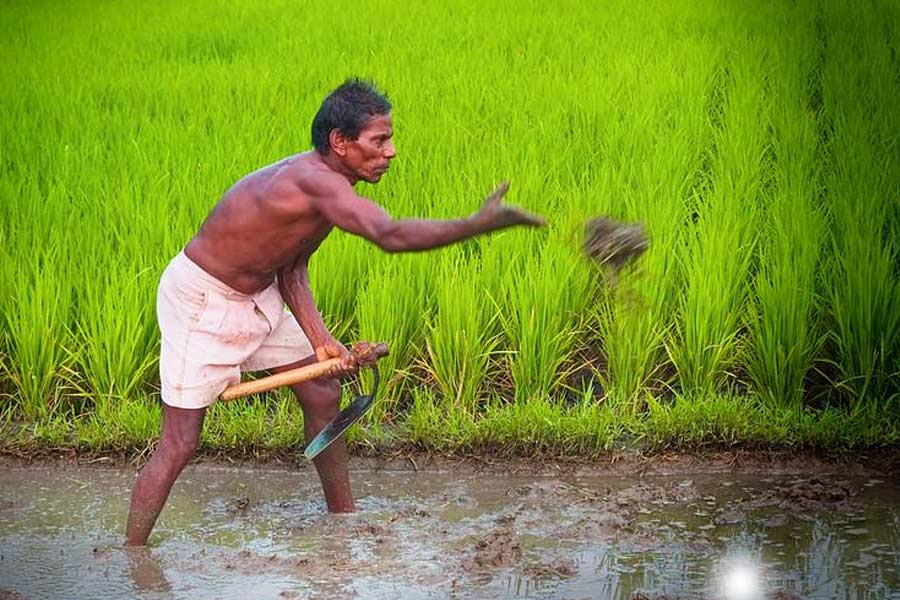 Farmer suicides in Vidarbha of Maharashtra know the shocking facts dgtl