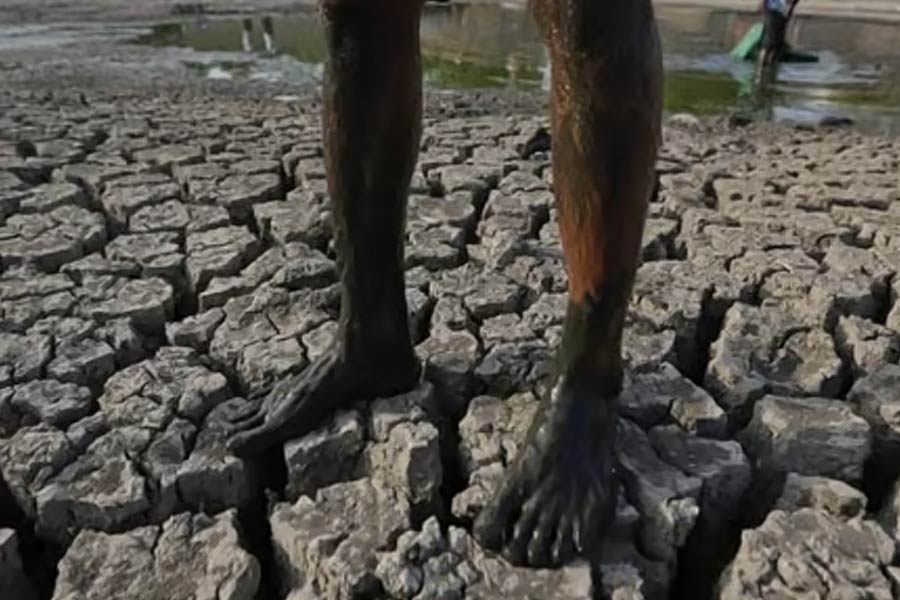 Farmer suicides in Vidarbha of Maharashtra know the shocking facts dgtl