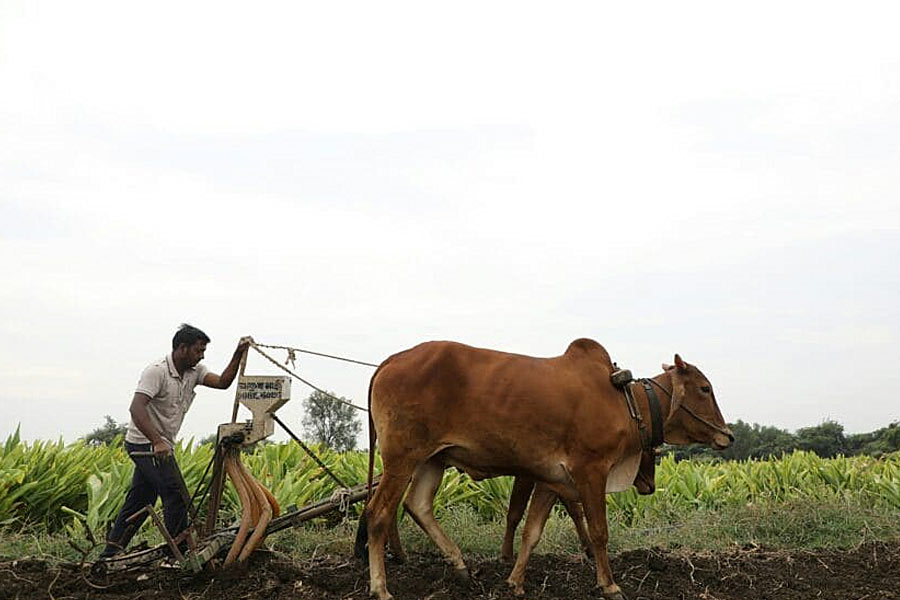 Farmer suicides in Vidarbha of Maharashtra know the shocking facts dgtl