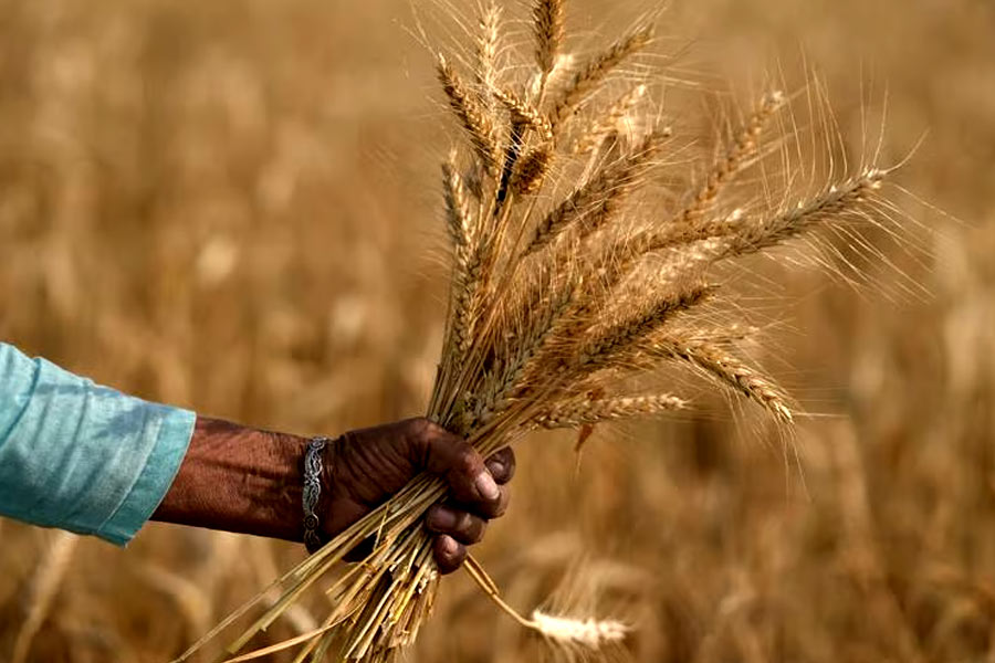 Farmer suicides in Vidarbha of Maharashtra know the shocking facts dgtl