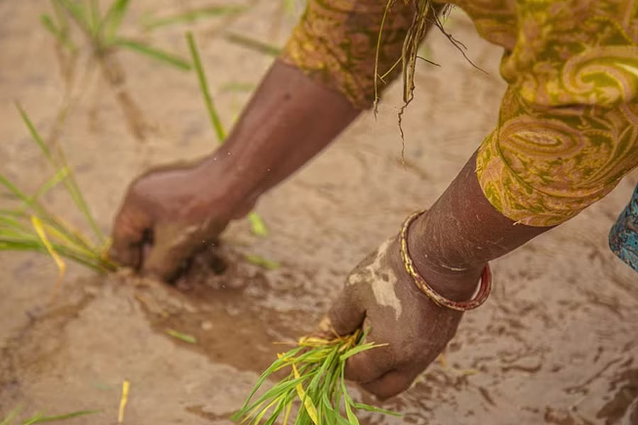 Farmer suicides in Vidarbha of Maharashtra know the shocking facts dgtl
