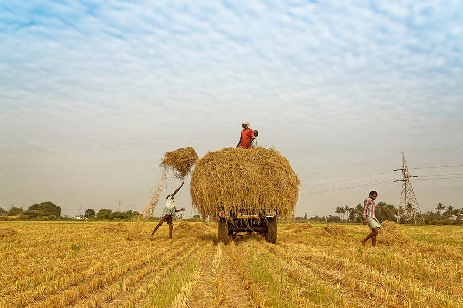 Farmer suicides in Vidarbha of Maharashtra know the shocking facts dgtl
