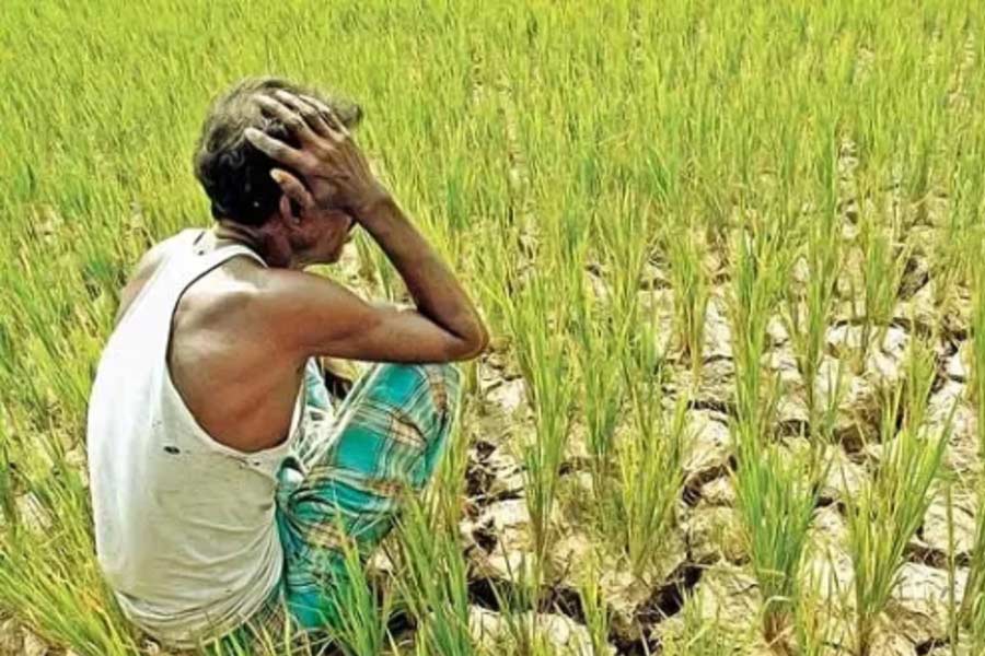 Farmer suicides in Vidarbha of Maharashtra know the shocking facts dgtl