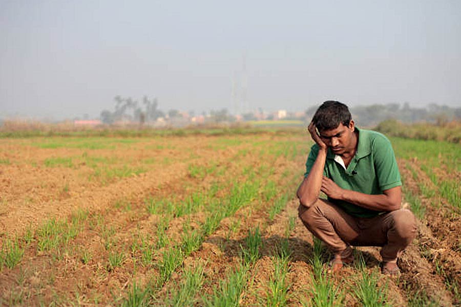 Farmer suicides in Vidarbha of Maharashtra know the shocking facts dgtl