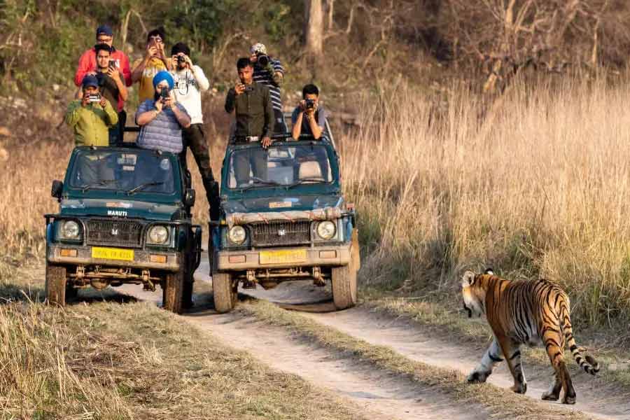 জঙ্গল সাফারিতে বাঘ দর্শন।