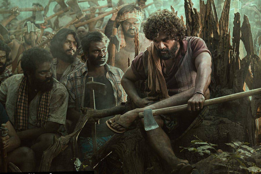 Why red sandalwood is so valuable and rare