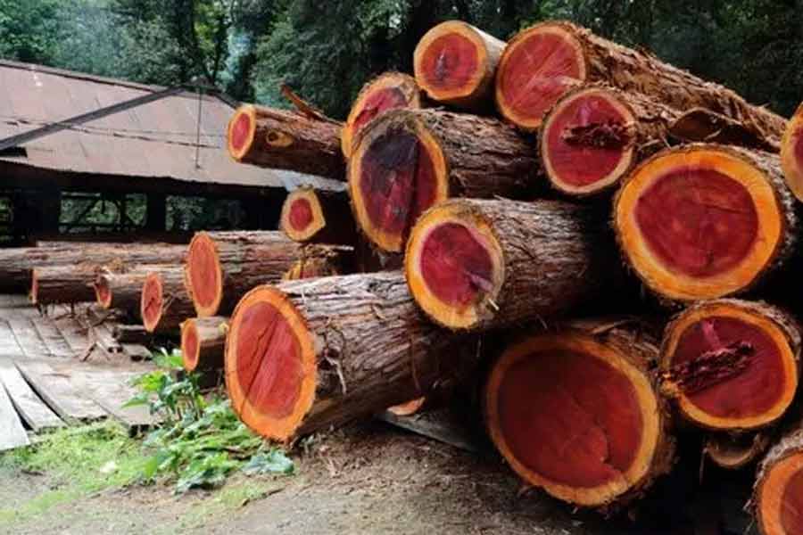 Why red sandalwood is so valuable and rare