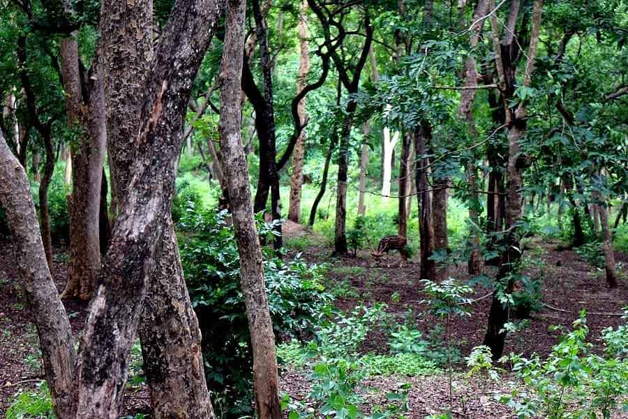 Why red sandalwood is so valuable and rare