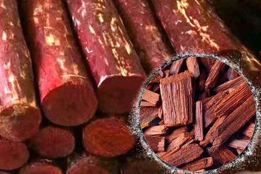 Why red sandalwood is so valuable and rare