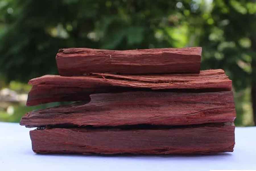 Why red sandalwood is so valuable and rare