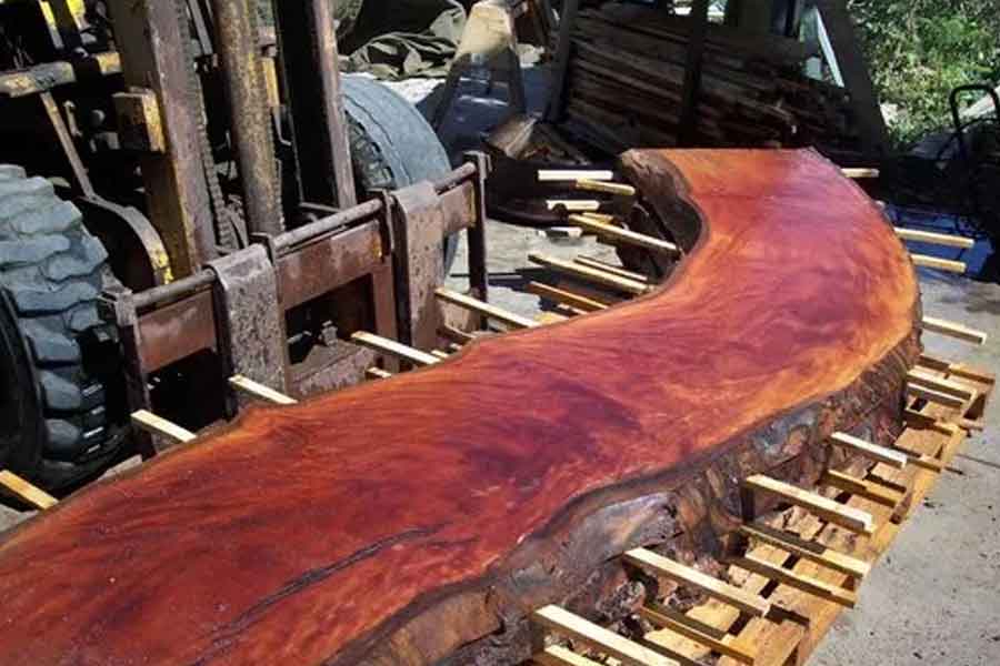 Why red sandalwood is so valuable and rare