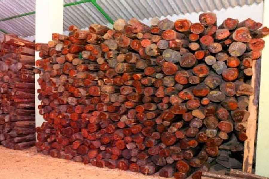 Why red sandalwood is so valuable and rare