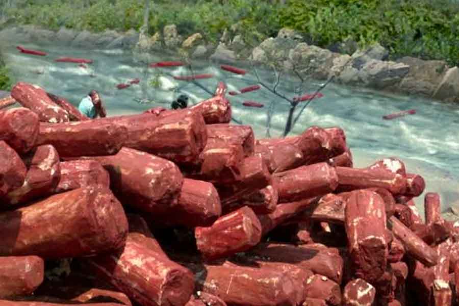 Why red sandalwood is so valuable and rare