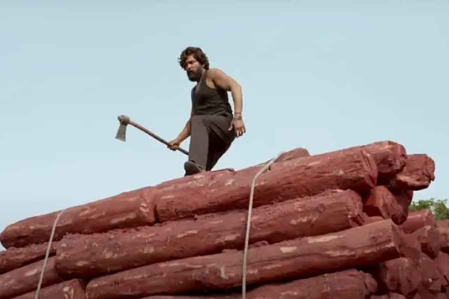 Why red sandalwood is so valuable and rare