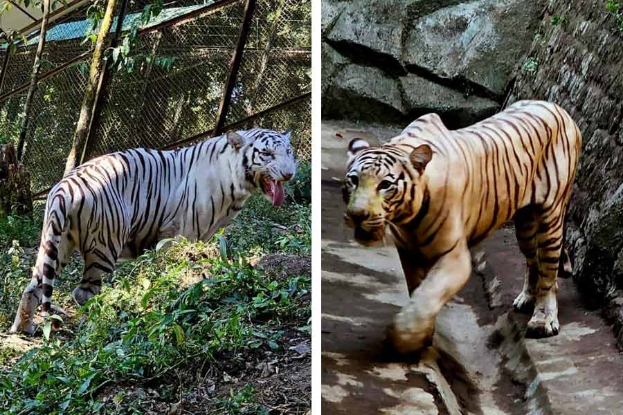 দার্জিলিং চিড়িয়াখানায় সাদা রয়্যাল বেঙ্গল টাইগার।