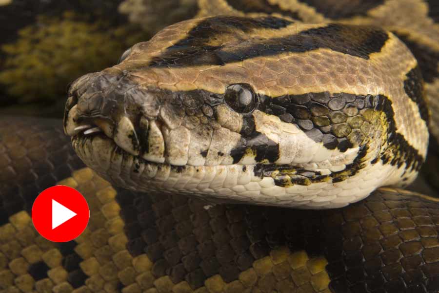 Gruesome fight between a python and crocodile, video goes viral