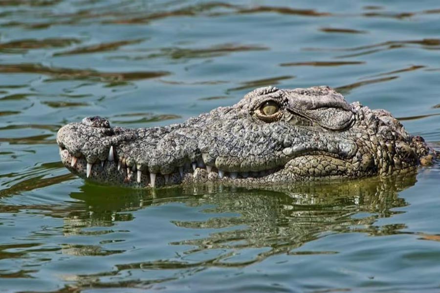 Thailand farmer kills more than hundred critically endangered Crocodile after Typhoon Yagi hit