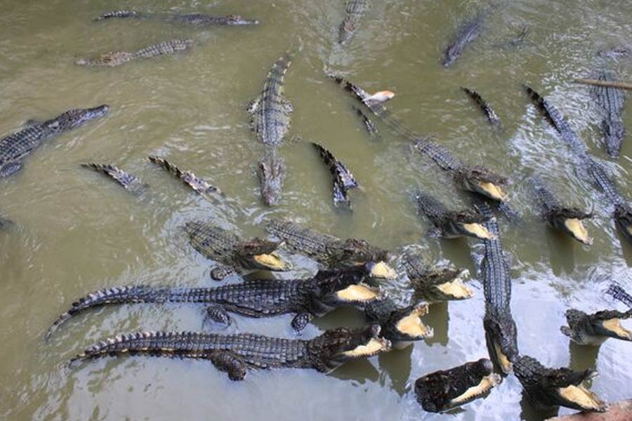 Thailand farmer kills more than hundred critically endangered Crocodile after Typhoon Yagi hit