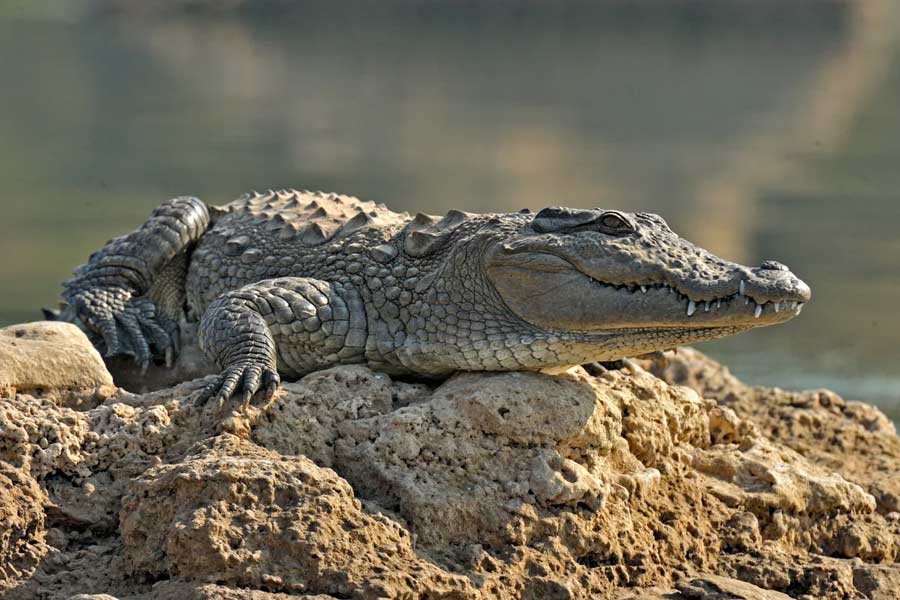 Thailand farmer kills more than hundred critically endangered Crocodile after Typhoon Yagi hit