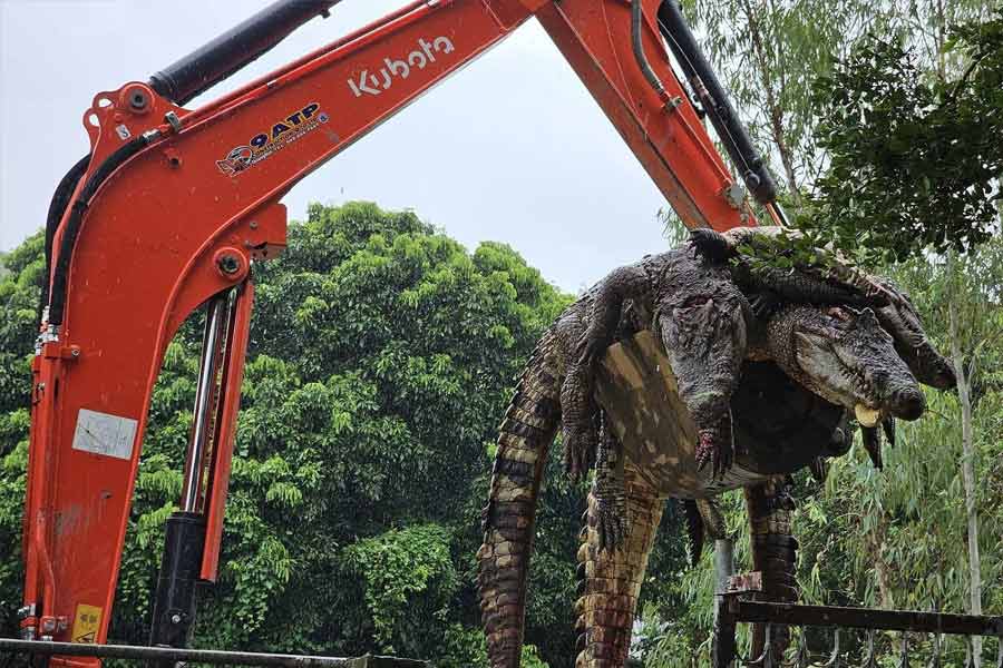 Thailand farmer kills more than hundred critically endangered Crocodile after Typhoon Yagi hit