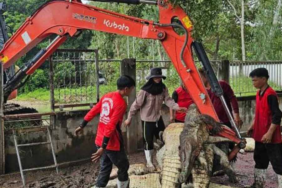 Thailand farmer kills more than hundred critically endangered Crocodile after Typhoon Yagi hit