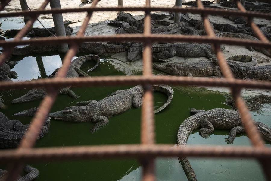 Thailand farmer kills more than hundred critically endangered Crocodile after Typhoon Yagi hit