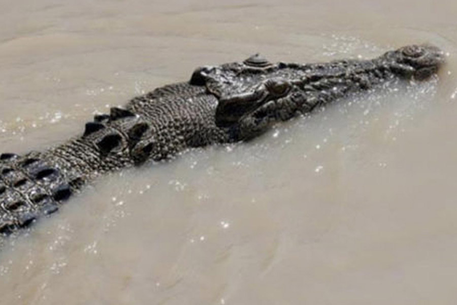 Thailand farmer kills more than hundred critically endangered Crocodile after Typhoon Yagi hit