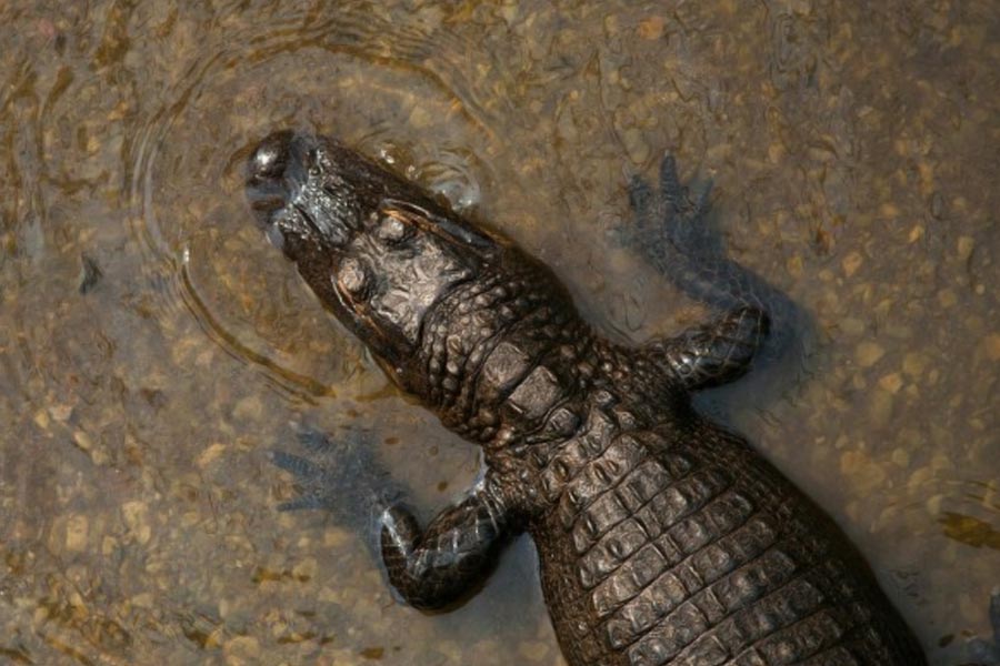 Thailand farmer kills more than hundred critically endangered Crocodile after Typhoon Yagi hit